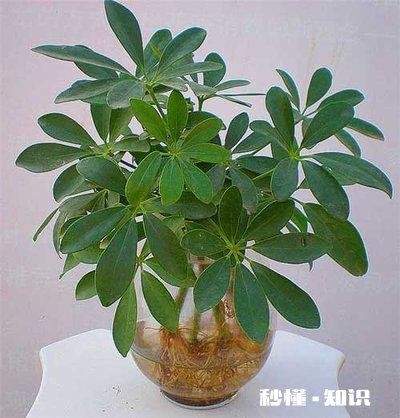 鸭掌木六月份可以剪枝吗