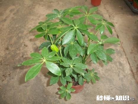 鸭掌木六月份可以剪枝吗