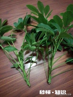 鸭掌木六月份可以剪枝吗