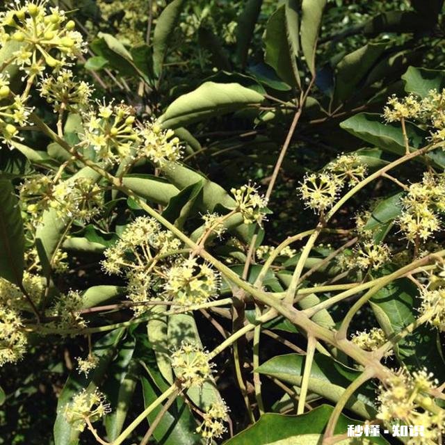 鸭掌木六月份可以剪枝吗