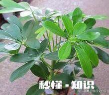 鸭掌木六月份可以剪枝吗