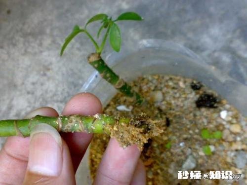 鸭掌木六月份可以剪枝吗