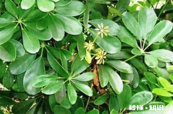 鸭掌木六月份可以剪枝吗