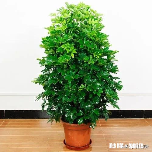 鸭掌木六月份可以剪枝吗