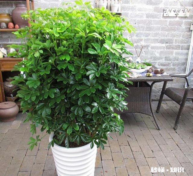 鸭掌木六月份可以剪枝吗