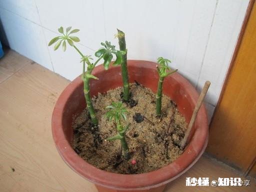 鸭掌木六月份可以剪枝吗