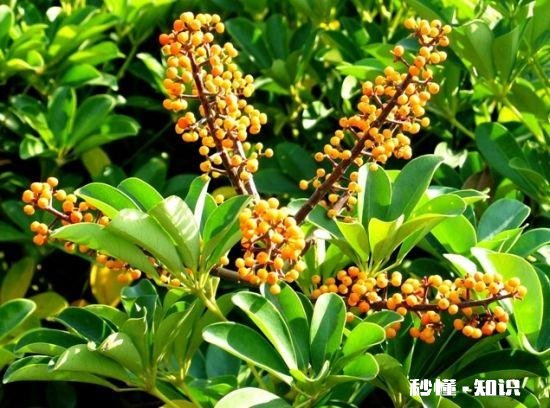 鸭掌木六月份可以剪枝吗