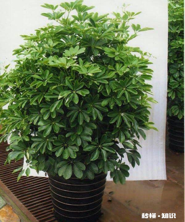 鸭掌木六月份可以剪枝吗