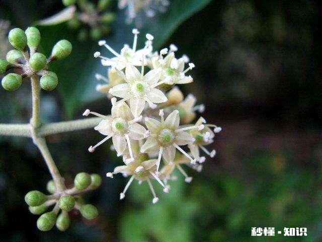 鸭掌木六月份可以剪枝吗