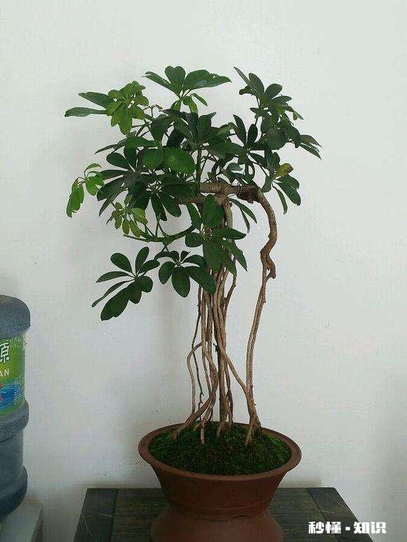 鸭掌木六月份可以剪枝吗