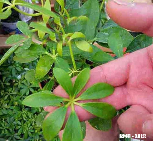 鸭掌木六月份可以剪枝吗