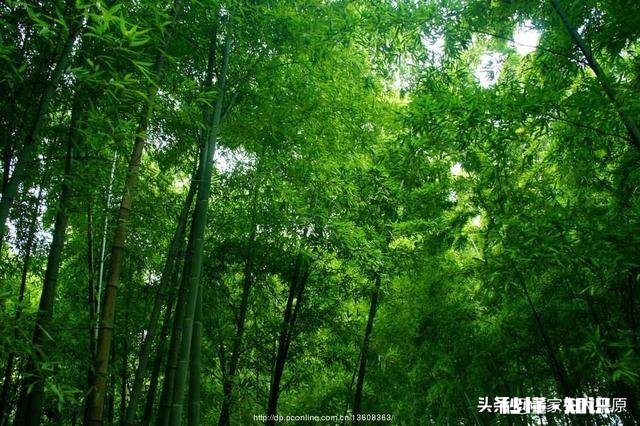 上联：裂岩苍松骨未弯