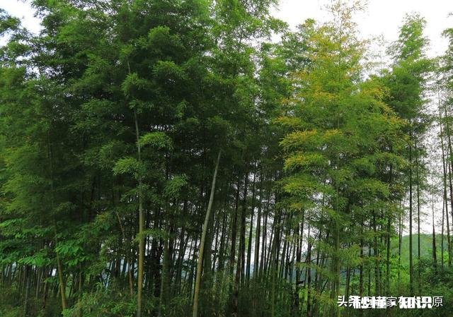 上联：裂岩苍松骨未弯