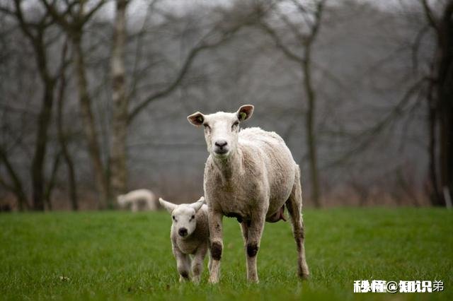 一月多的小羊羔精神不好什么原因