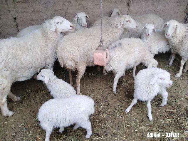 一月多的小羊羔精神不好什么原因