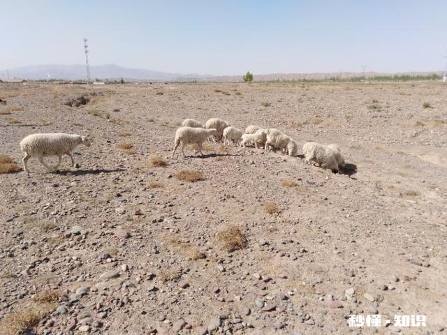 一月多的小羊羔精神不好什么原因