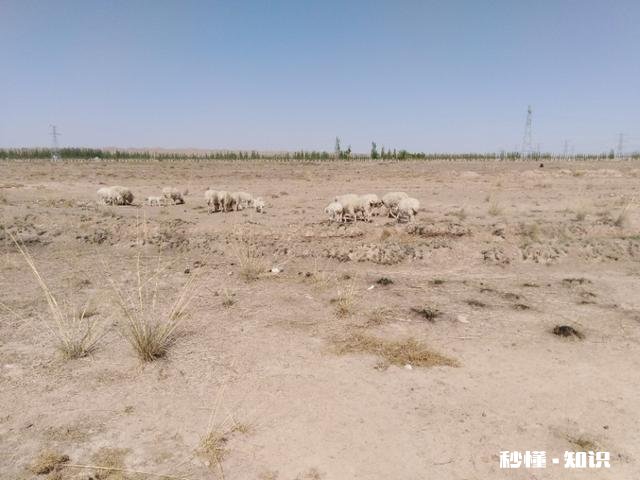 一月多的小羊羔精神不好什么原因