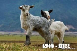 一月多的小羊羔精神不好什么原因