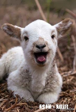 一月多的小羊羔精神不好什么原因