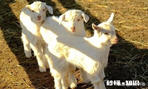 一月多的小羊羔精神不好什么原因