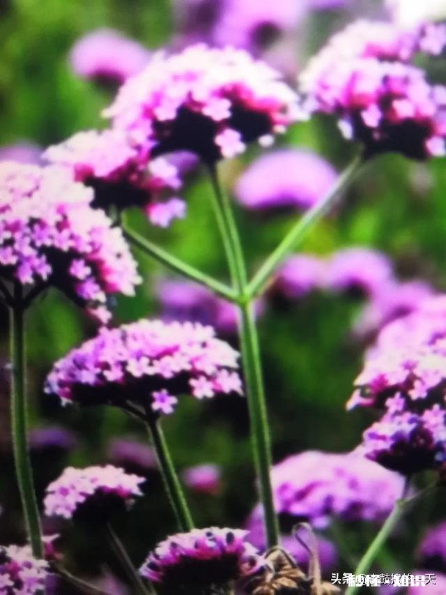 马鞭草能种几年