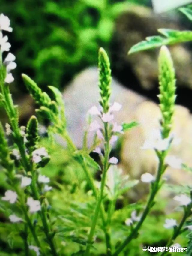 马鞭草能种几年