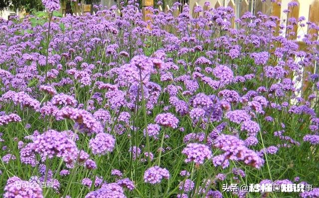 马鞭草能种几年