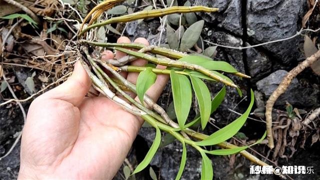 马鞭草能种几年