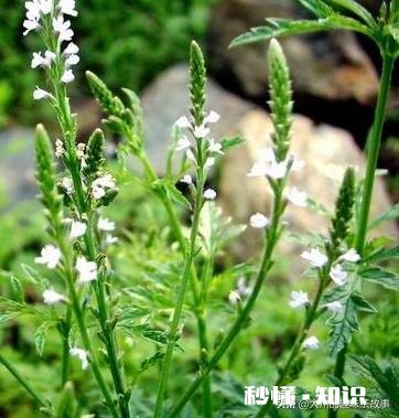 马鞭草能种几年
