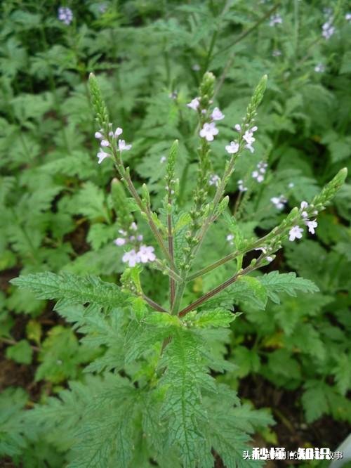 马鞭草能种几年