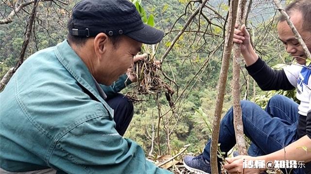 马鞭草能种几年