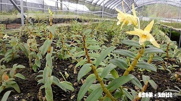 马鞭草能种几年