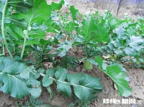 萝卜种植注意事项有哪些