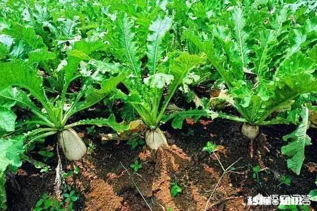 萝卜种植注意事项有哪些
