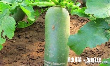 萝卜种植注意事项有哪些