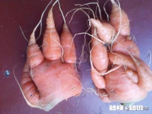 萝卜种植注意事项有哪些