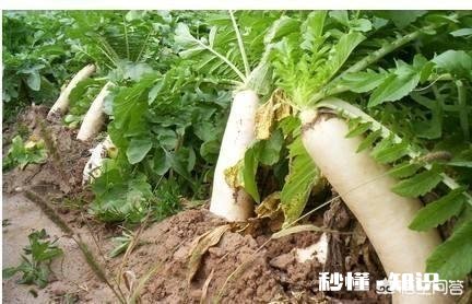 萝卜种植注意事项有哪些