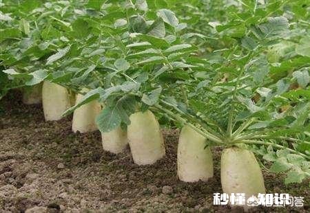 萝卜种植注意事项有哪些