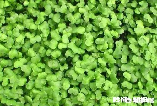 萝卜种植注意事项有哪些