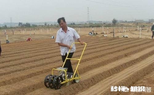 萝卜种植注意事项有哪些