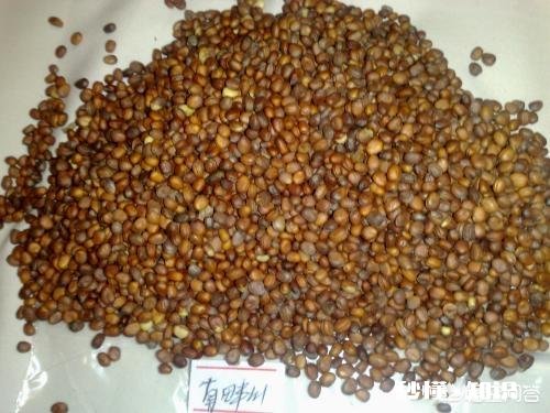 萝卜种植注意事项有哪些