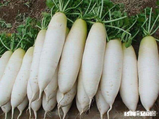 萝卜种植注意事项有哪些