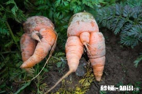 萝卜种植注意事项有哪些