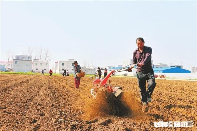 萝卜种植注意事项有哪些