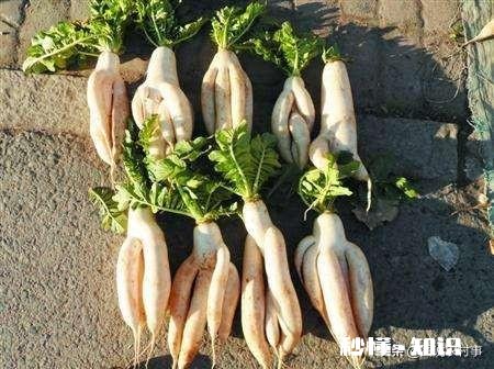 萝卜种植注意事项有哪些