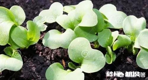 萝卜种植注意事项有哪些