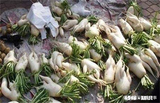 萝卜种植注意事项有哪些