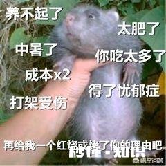 竹鼠怀孕会不会出现厌食和胆小的情况