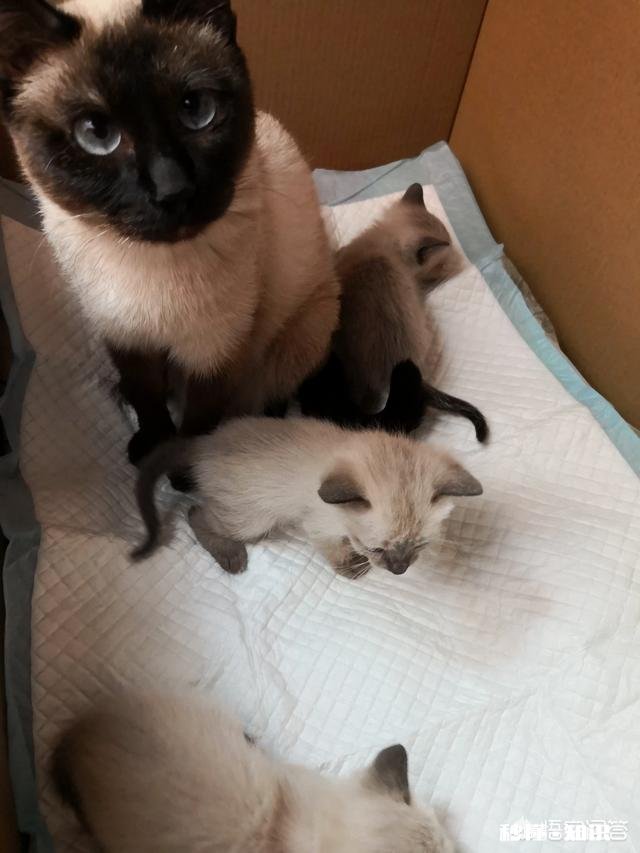 幼猫什么时候喝水