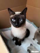 幼猫什么时候喝水